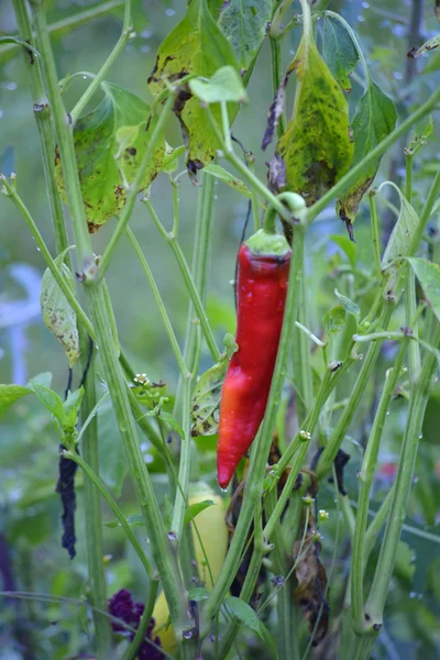 Pure organic paprika after the morning  rain — Stock Photo, Image