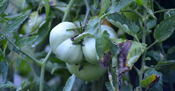Tomates orgânicos caseiros após a chuva matinal — Fotografia de Stock