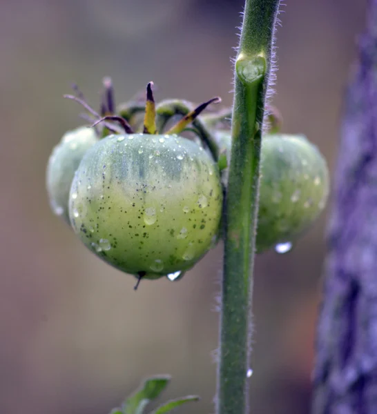 Hausgemachte Bio-Tomaten nach dem Morgenregen — Stockfoto