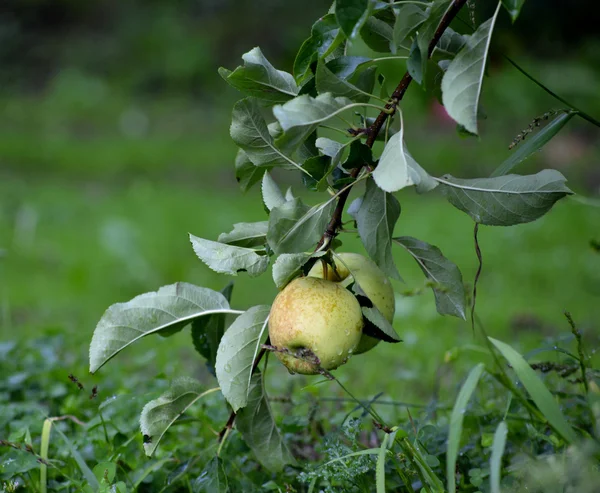 Frutos de manzana en octubre listos para cosechar en huerto —  Fotos de Stock