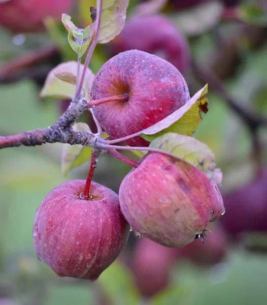 10 월에서 애플 과일 과수원에서 수확 준비 — 스톡 사진