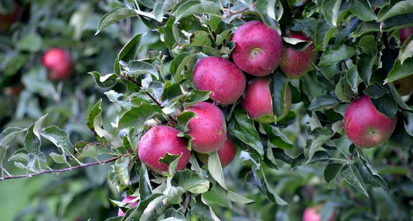 10 월에서 애플 과일 과수원에서 수확 준비 — 스톡 사진