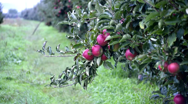 Frutti di mela in ottobre pronti per la raccolta nel frutteto — Foto Stock