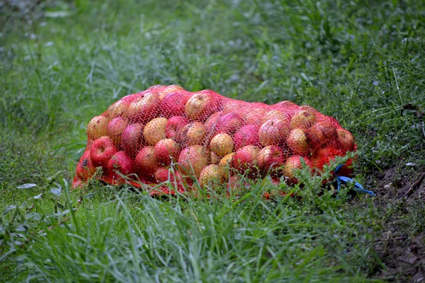 Яблучні фрукти в жовтні готові до збору в саду — стокове фото