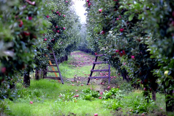 Frutti di mela in ottobre pronti per la raccolta nel frutteto — Foto Stock