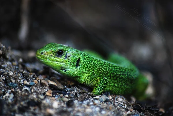Zielona jaszczurka na skale — Zdjęcie stockowe