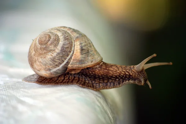 가든 달팽이 — 스톡 사진