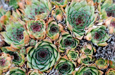Ortak olağanüstüsarı Sempervivum
