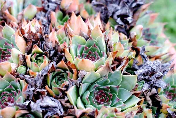 常见的石莲花屋顶长生花 — 图库照片