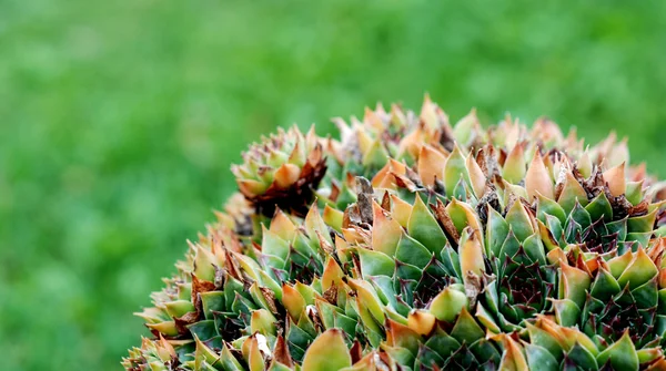 Netřesk Sempervivum — Stock fotografie