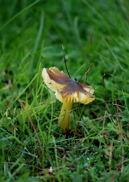 Cogumelo selvagem — Fotografia de Stock