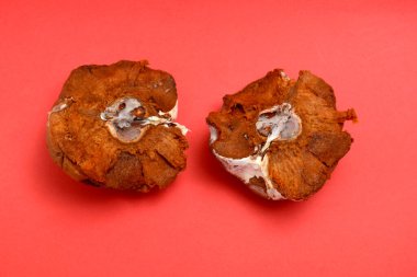 Stüdyo organik kirlilik temalı çürük ayva resmi..