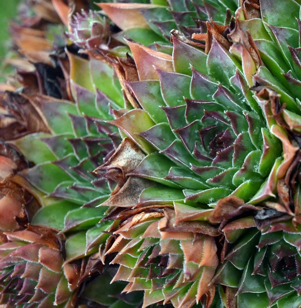 Houseleek, sempervivum — Foto de Stock