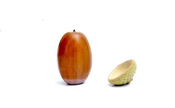 Acorns on the white background — Stock Photo, Image