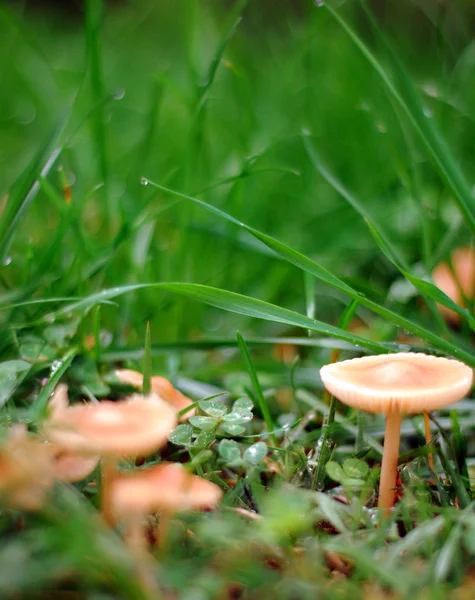 Cogumelos na natureza — Fotografia de Stock