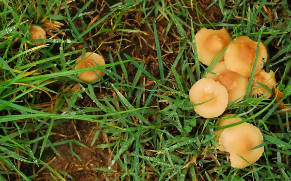 Mushrooms in nature — Stock Photo, Image