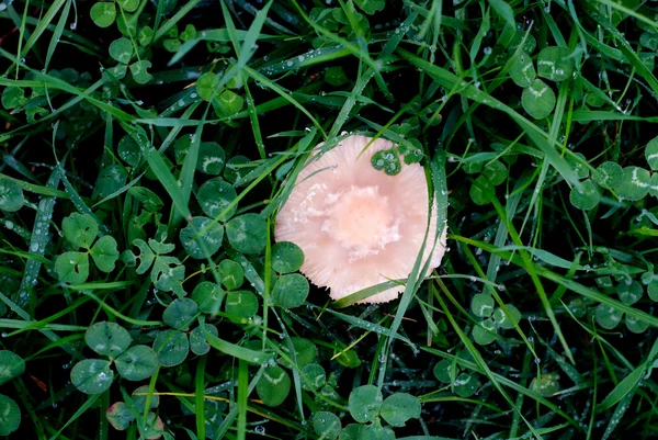 Cogumelos na natureza — Fotografia de Stock