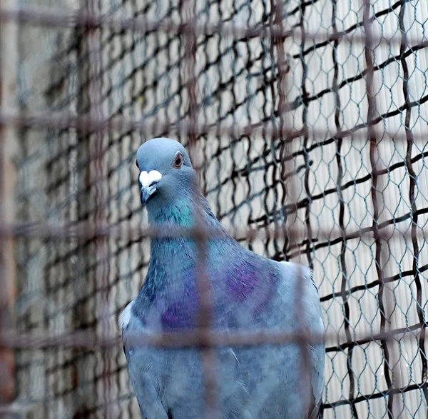 Pombo em uma jaula — Fotografia de Stock