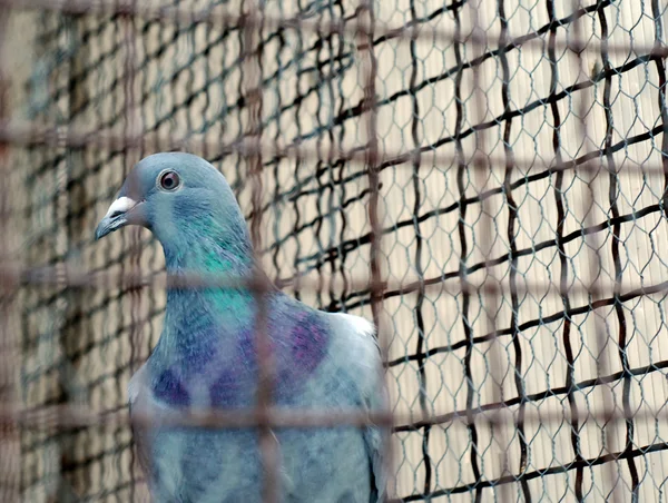 Pombo em uma jaula — Fotografia de Stock