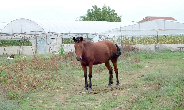 Häst på bete fält i byn — Stockfoto