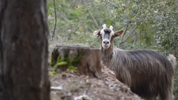 chèvres dans une forêt 