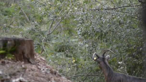 Getter i en skog — Stockvideo