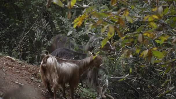 Getter i skogen — Stockvideo