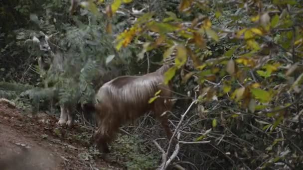 Goats in the forest — Stock Video