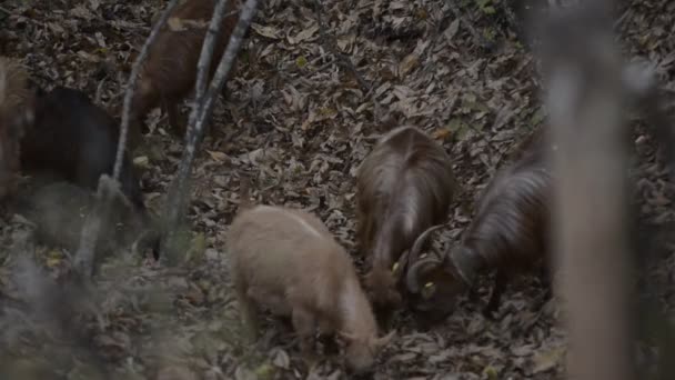 Козы в лесу — стоковое видео