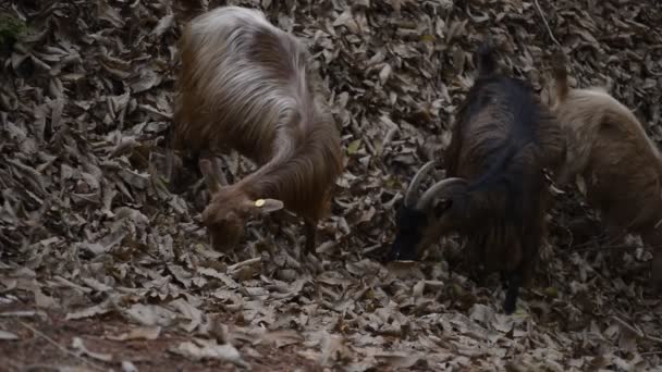 Geiten in het bos — Stockvideo