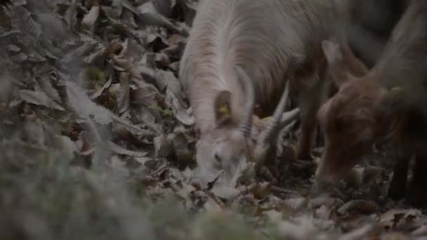 Cabras na floresta — Vídeo de Stock