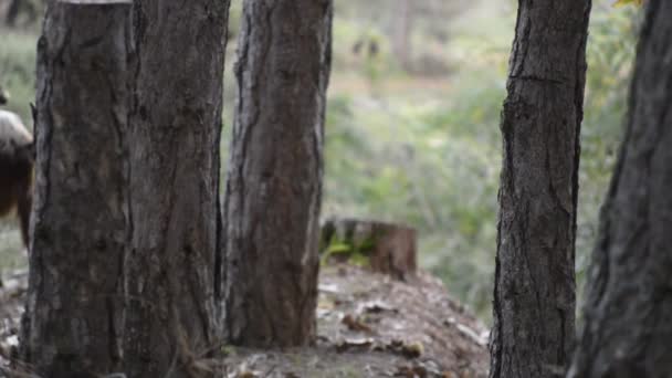 Козы в лесу — стоковое видео