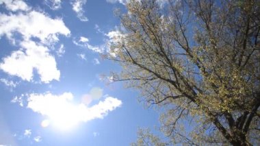 Ağaçtaki sarı sonbahar yaprakları