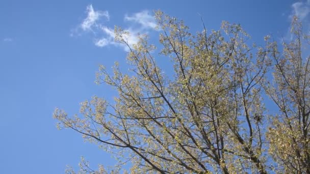 나무에 있는 노란 가을 잎 — 비디오
