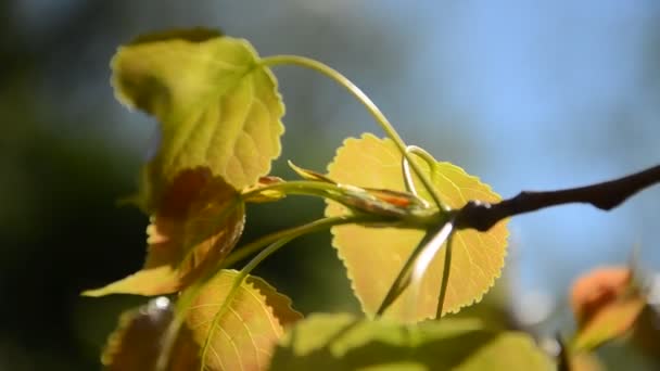 Hojas amarillas de otoño en un árbol — Vídeo de stock