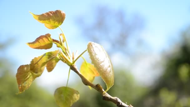 Daun kuning musim gugur di pohon — Stok Video