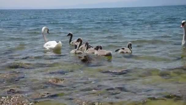 Cabras na floresta — Vídeo de Stock