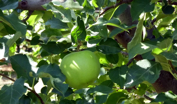 Reife Äpfel im Obstgarten — Stockfoto