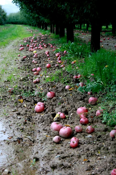Manzanas en el gro — Foto de Stock