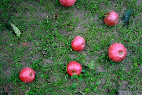 Яблоки на гро — стоковое фото