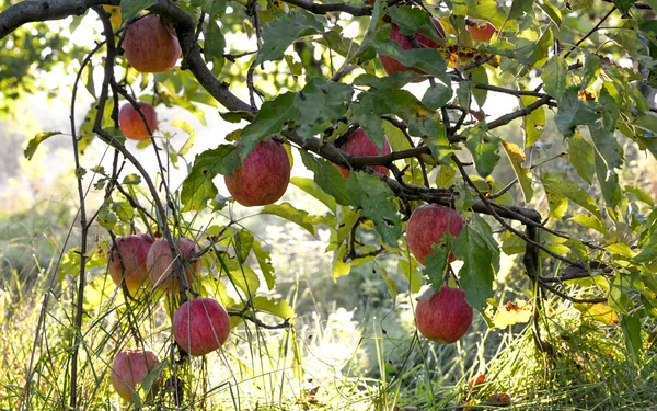 Appelen in boomgaard vroeg op de ochtend — Stockfoto