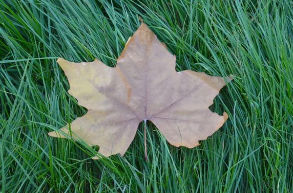 Esdoornblad op een gren gras — Stockfoto