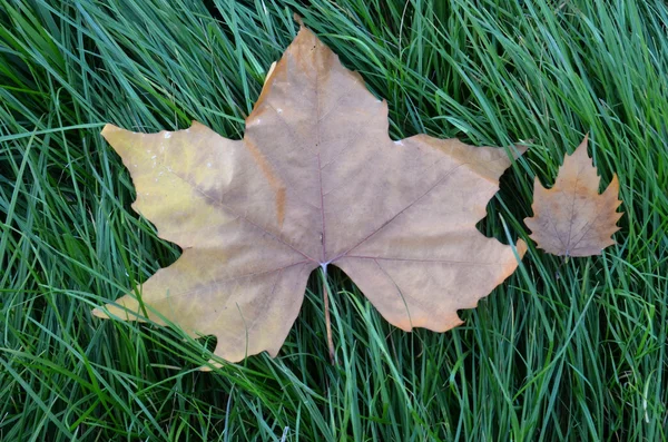 Akçaağaç yaprağı yeşil çimenlerin üzerinde — Stok fotoğraf