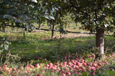 Düşen elma hasat sonra ve bir meyve bahçesi