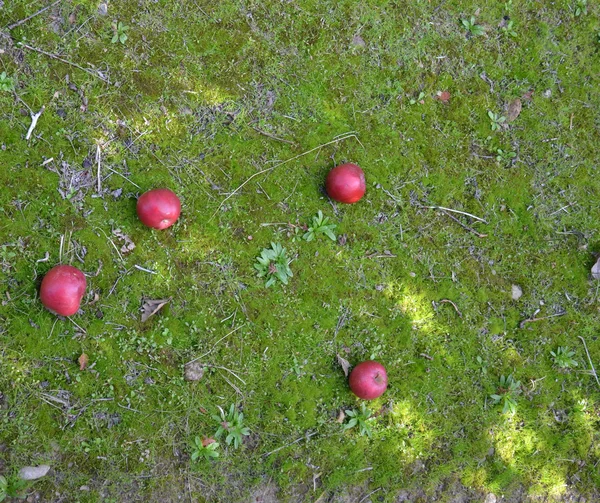 Maçãs caídas em um pomar após a colheita — Fotografia de Stock