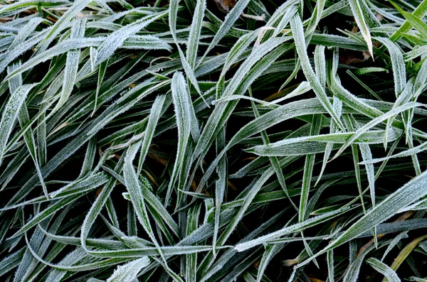 First november frost on  a plant — Stock Photo, Image