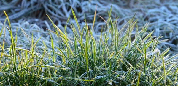 Primo novembre gelo su una pianta — Foto Stock