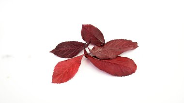 Bir stüdyoda resimde yaprak