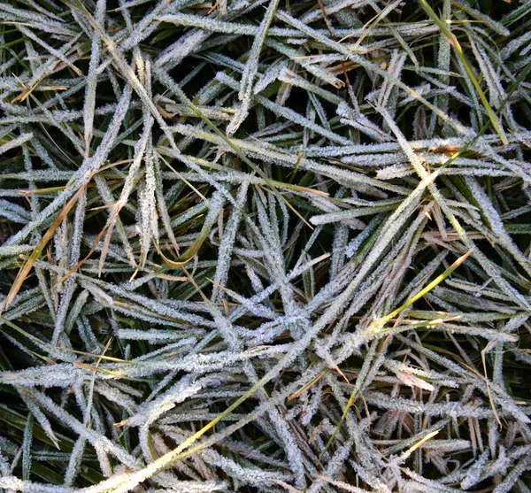 Frosty morning grass — Stock Photo, Image