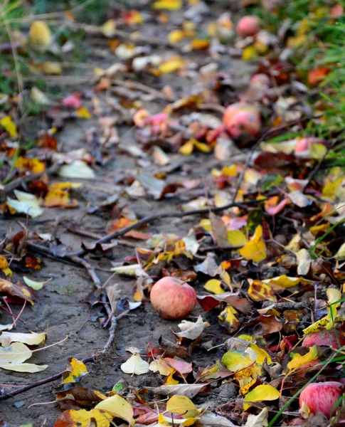 Maçãs caídas no outono — Fotografia de Stock